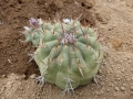 Matucana madisionorum v.pujupatii