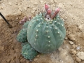 Matucana madisionorum