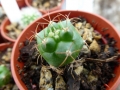 Matucana oreodoxa v.roseiflora