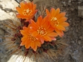 Matucana oreodoxa