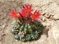 Matucana polzii