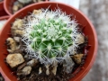 Matucana purpureoalba