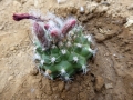 Matucana tuberculosa