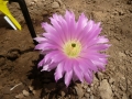 echinocereus pamanesiorum