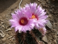 Thelocactus bicolor