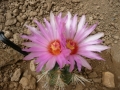 Thelocactus bicolor v.schwarzii