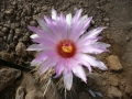 Thelocactus bicolor v.texensis