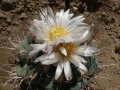 Thelocactus hexadrophorus v.fossulatus