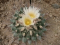Thelocactus lophothele