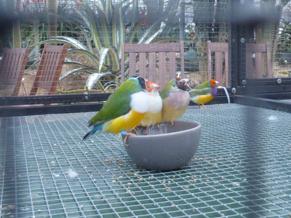 Diamants de gould