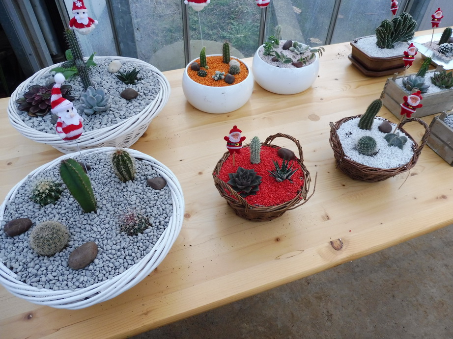 compositions de succulentes