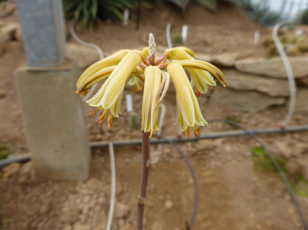Aloe alfredii