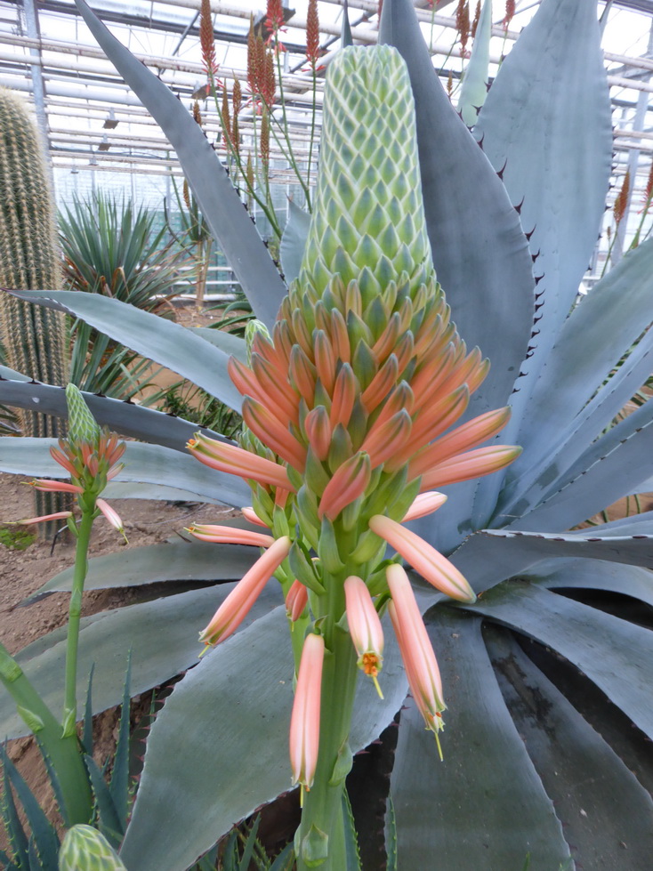 Aloe arborescens X