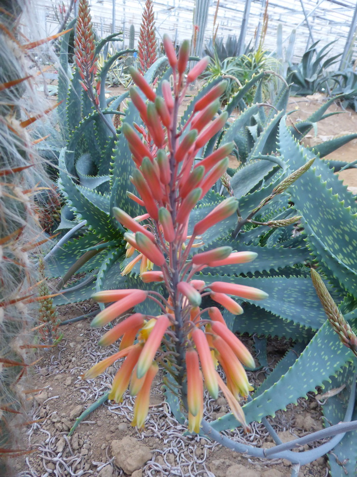 Aloe deserti