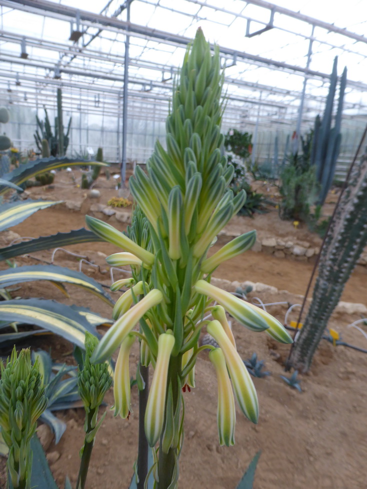 Aloe greatheadii v. verdoorniae
