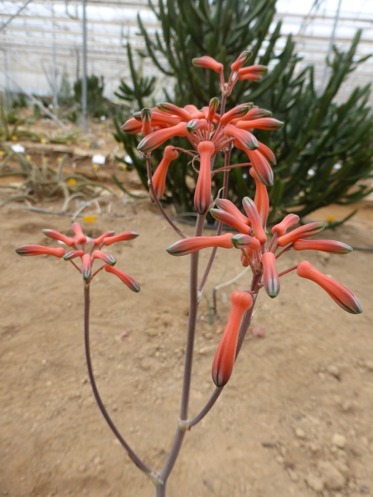 Aloe hahnii