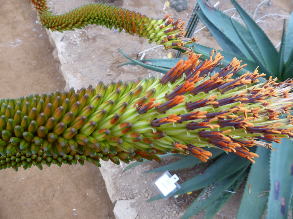 Aloe marlothii X mawii