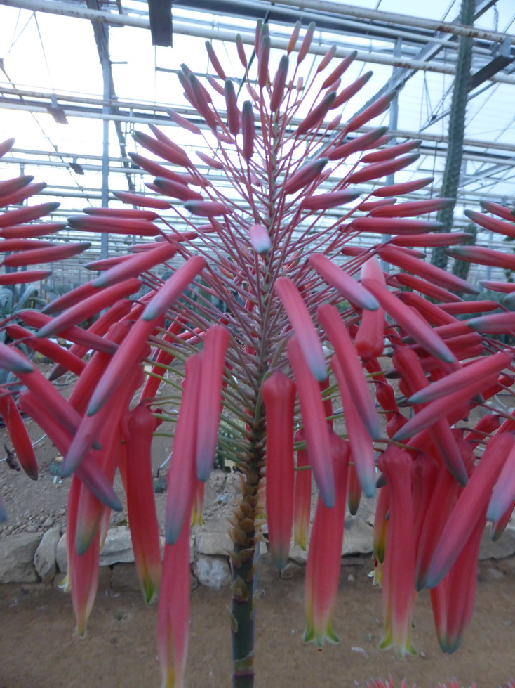 Aloe mitriformis ssp.comptonii