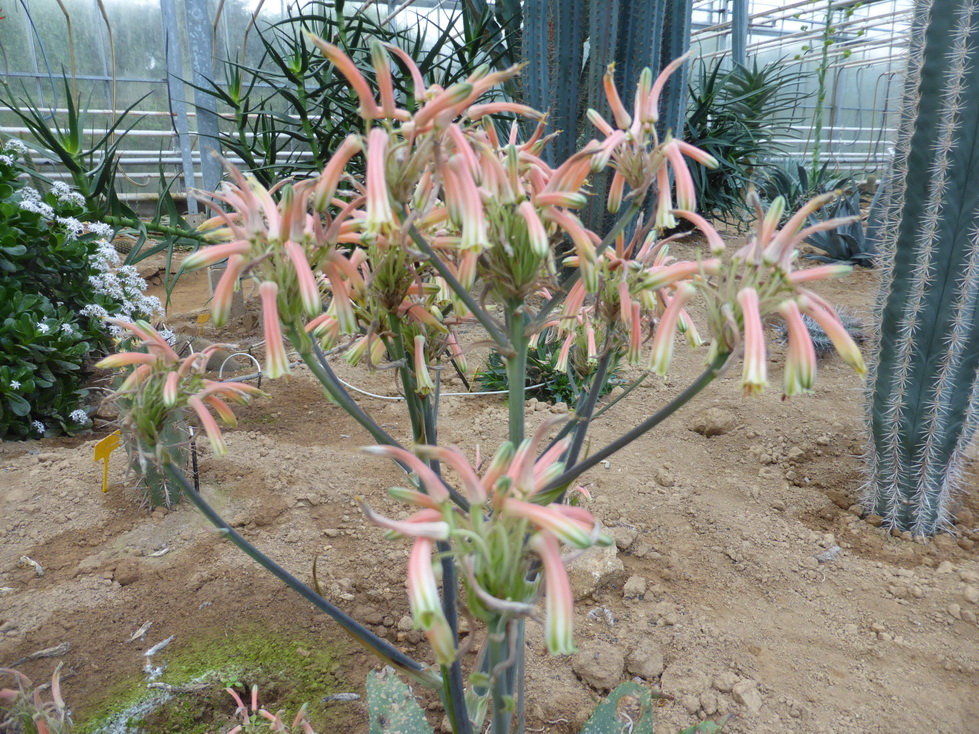 Aloe petrophila