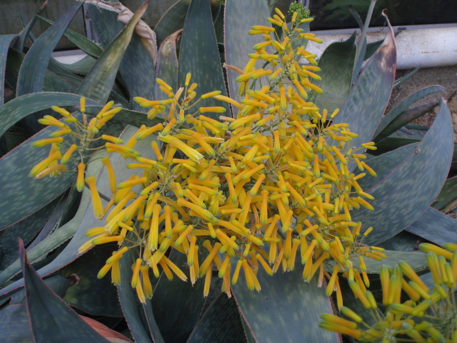 Aloe reynoldsii