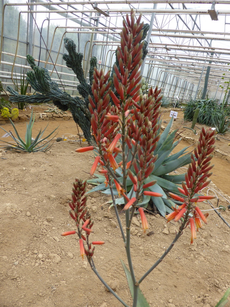 Aloe sabaea