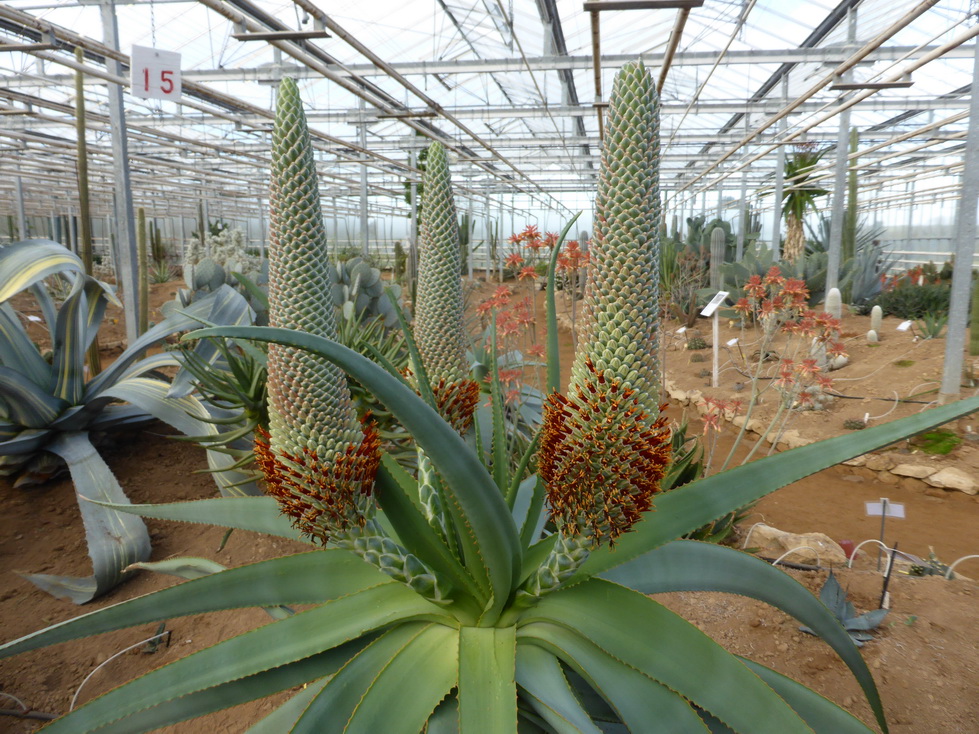 Aloe speciosa