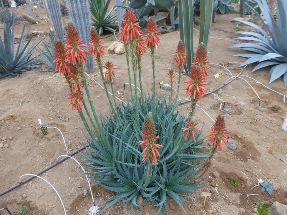 Aloe spinosissima X