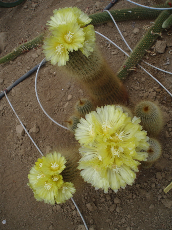 Notocactus leninghausii 