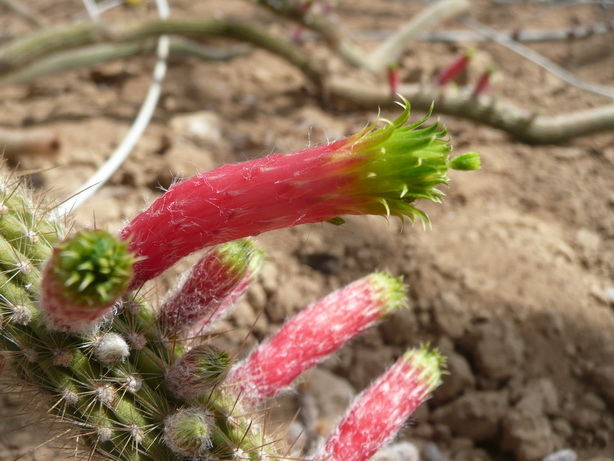 cleistocactus smaragdiflorus