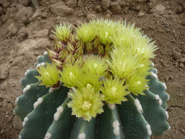ferocactus glaucescens 