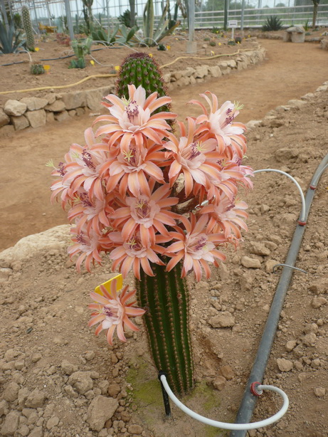 hildewintera x echinopsis