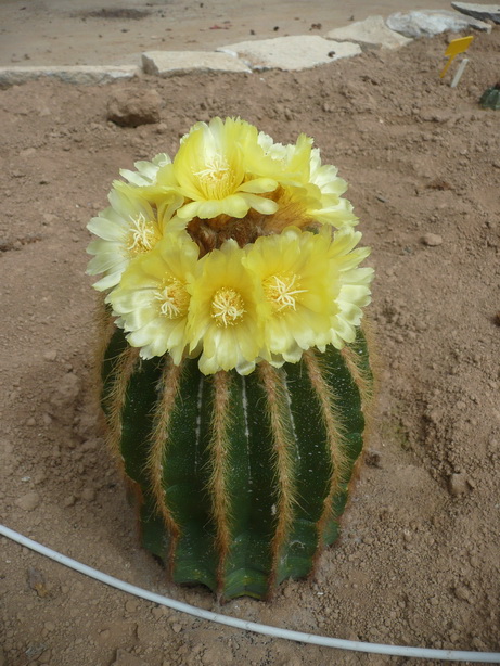 notocactus warasii
