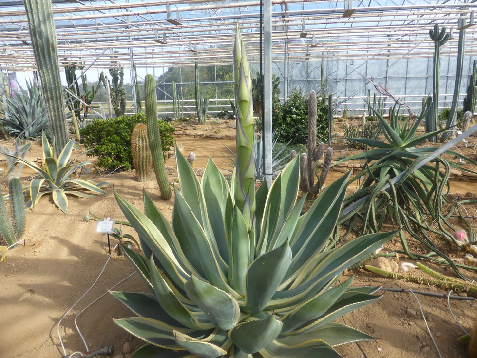 Agave celsii multicolor