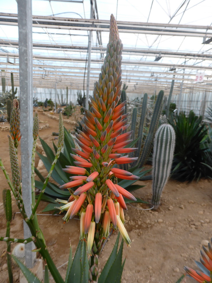 Aloe khamiesensis 