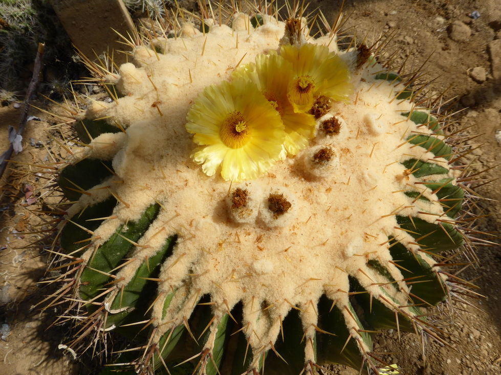 Echinocactus grandis