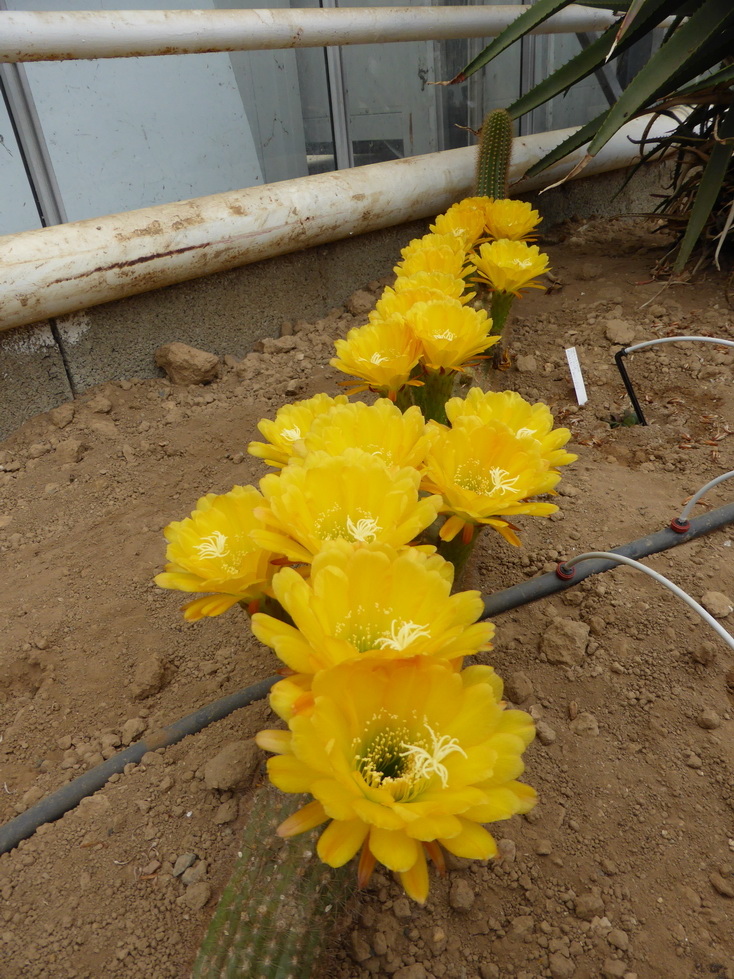 Trichocereus huascha jaune