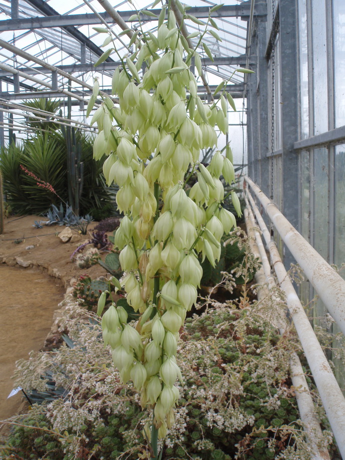  Yucca pallida 