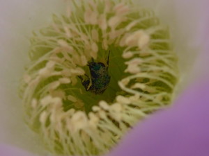 Bourdon dans fleur de cactus