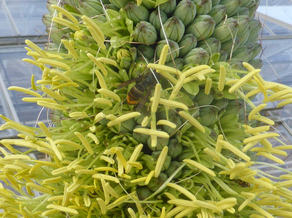frelon asiatique sur fleur d'agave à l'exterieur de la serre