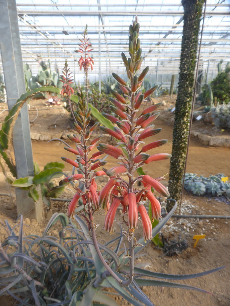 Aloe decaryi