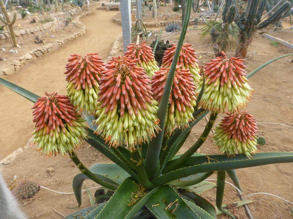 Aloe eximia