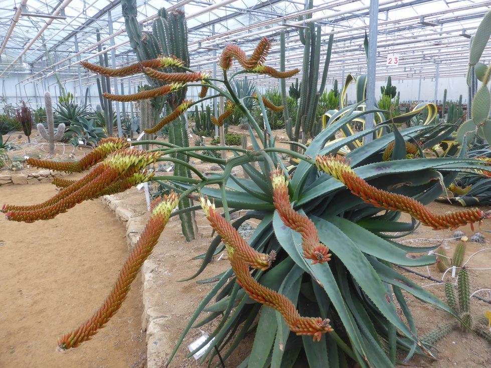 Aloe marlothii X mawii