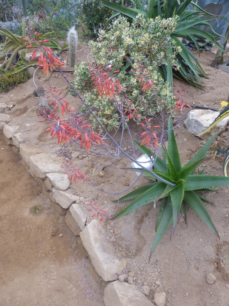Aloe wilsonii