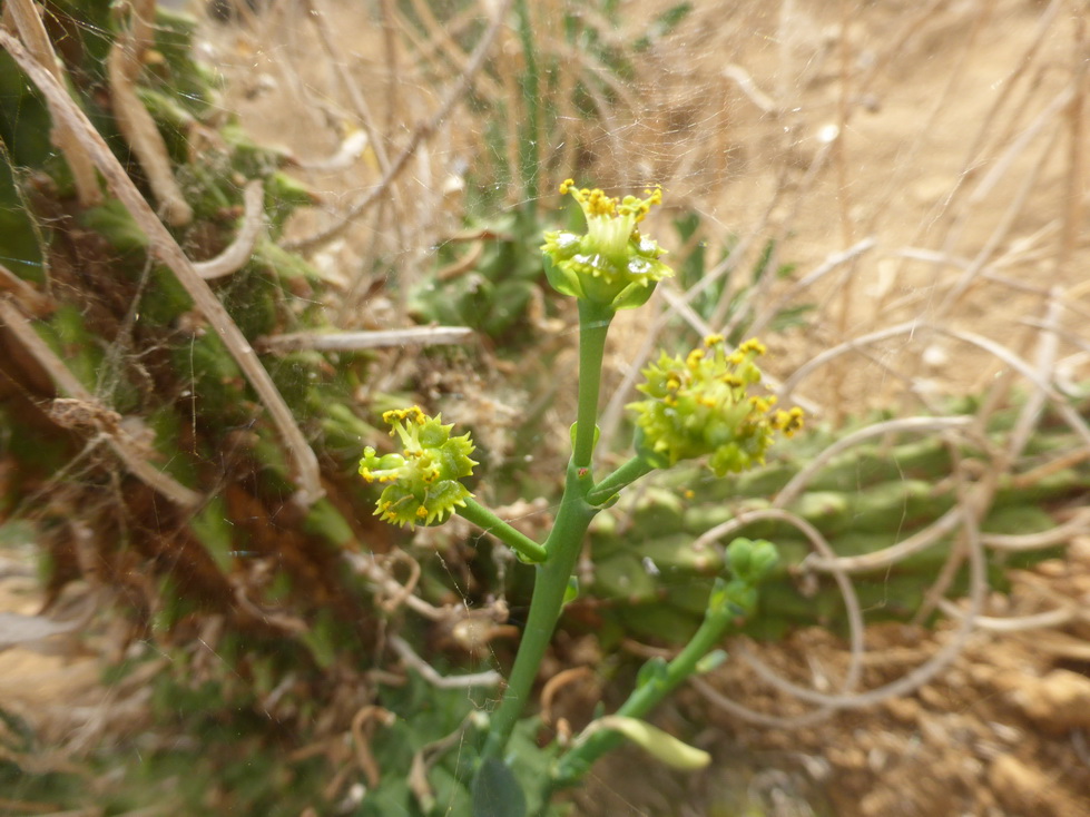 Euphorbia pestituta