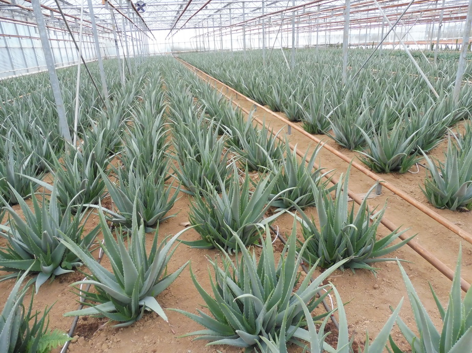 ALOE VERA, plante en ligne