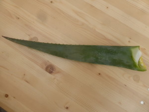 Aloe vera