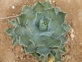 Agave istmensis
