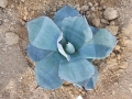 Agave albescens