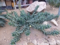 Aloe mitriformis ssp distans