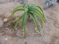 Aloe helenae